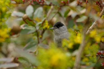 bird on a branch
