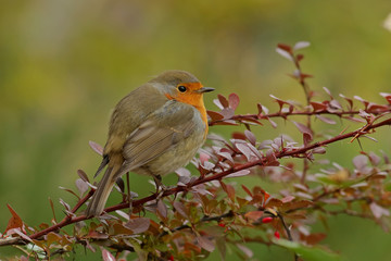 robin on a branch