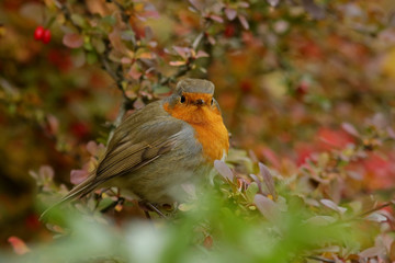 robin on a branch