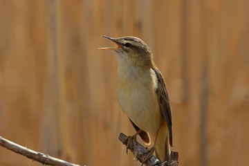 kingfisher on a branch