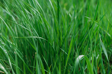 green plant texture
