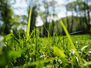 Abstract natural backgrounds with beauty bokeh, art abstract spring background or summer background with fresh grass