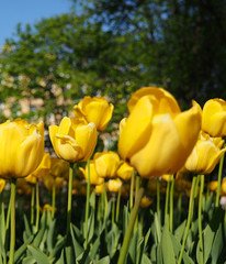 Beautiful colored flowers with copyspace for text