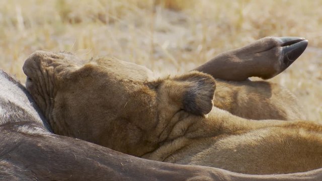 Close-up of a lion chewing on the leg of a dead wildebeest in Africa