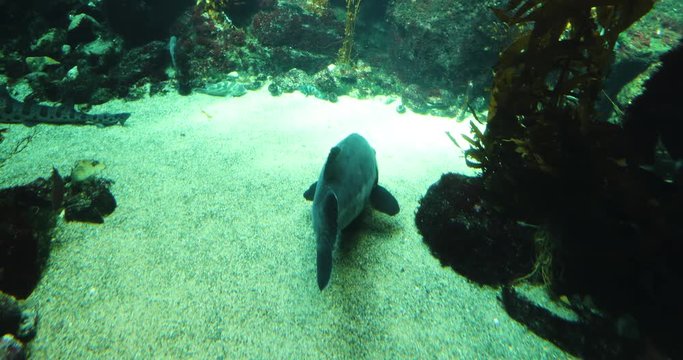 Giant sea bass big black fish at the bottom of the ocean floor. Swims around near other fish and leopard sharks. Shot in 4k slowmotion.mov