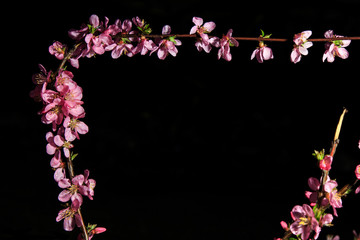 Little wild flowers in full bloom