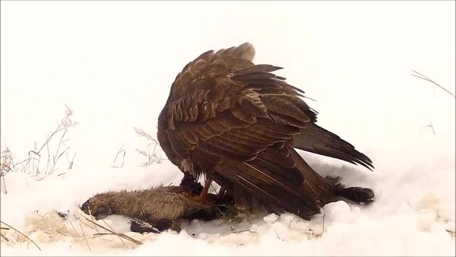 Buteo buteo, common buzzard, bird, common buzzard fodder, common buzzard combat, predator bird