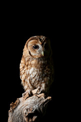 Stunning portrait of Tawny Owl Strix Aluco isolated on black in studio setting with dramatic lighting