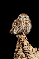 Stunning portrait of Little Owl Athena Noctua in studio setting with black background and dramatic lighting