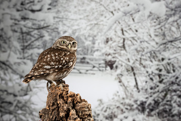 Stunning portrait of Little Owl Athena Noctua in studio setting with Winter nature background