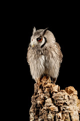 Stunning portrait of Southern White Faced Owl Ptilopsis Granti in studio setting on black background with dramatic lighting