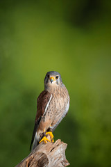 Stunning portrait of Kestrel Falco Tinnunculus in studio setting on mottled green nature background