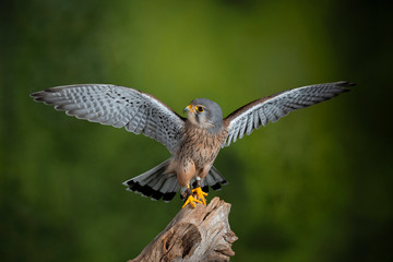 Stunning portrait of Kestrel Falco Tinnunculus in studio setting on mottled green nature background