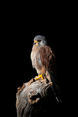 Stunning portait of Kestrel Falco Tinnunculus in studio setting on black background