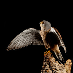 Stunning portait of Kestrel Falco Tinnunculus in studio setting on black background