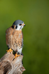 Stunning portrait of American Kestrel Falconidae in studio setting with mottled green nature background