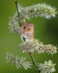 Adorable cute harvest mice micromys minutus on white flower foliage with neutral green nature...
