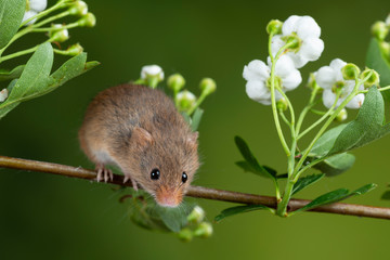 adorable cute harvest mice micromys minutus on white flower foliage with neutral green nature background