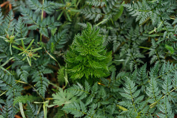 green plant texture, nature after rain, selective focus