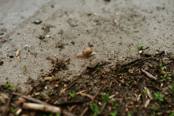 snail crawls after rain, selective focus