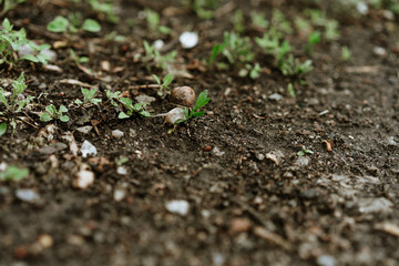 snail crawls after rain, selective focus