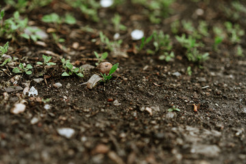 snail crawls after rain, selective focus