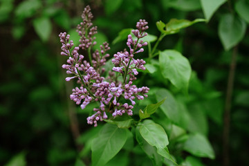 lilac bush, beautiful bloom, selective focus