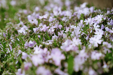 little purple flowers, selective focus