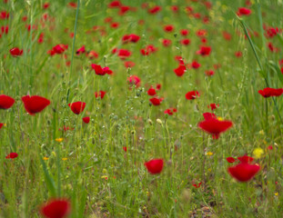 Fototapeta na wymiar Red poppy flower among green grass on a Sunny day