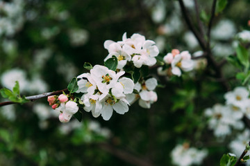 blossoms apple tree, first spring flowers, selective focus
