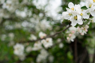 blossoms apple tree, first spring flowers, selective focus
