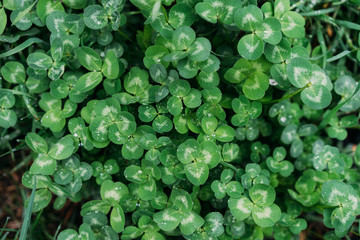 green plant texture, nature after rain, selective focus