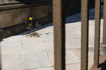 A flower among the tiles of a graveyard. A yellow flower rises between rusty bars and graves in a cemetery