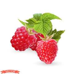 Realistic red raspberry bush  green leaves