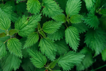 green plant texture, nature after rain, selective focus