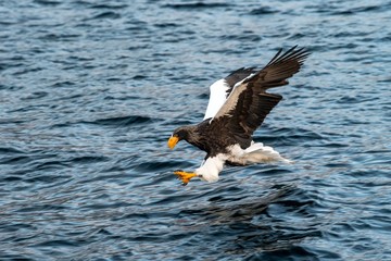 Steller's sea eagle in flight hunting fish from sea at sunrise,Hokkaido, Japan, majestic sea eagle with big claws aiming to catch fish from water surface, wildlife scene,birding adventure, wallpaper