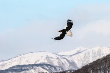 Steller's sea eagle flying in front of winter mountains scenery in Hokkaido, Bird silhouette. Beautiful nature scenery in winter. Mountain covered by snow, glacier, birding in Asia, wallpaper,Japan