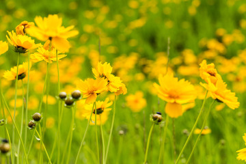 closeup of  the yellow coreopsis flower blooming