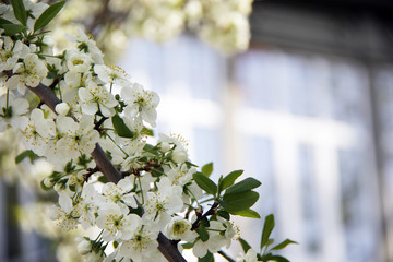 white cherry flowers and old wooden window on background