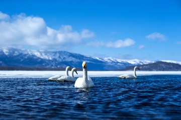 Whooper Swan or Cygnus cygnus swimming on Lake Kussharo in Winter at Akan National Park,Hokkaido,Japan, mountains covered by snow in background,birding adventure in Asia,beautiful elegant royal birds