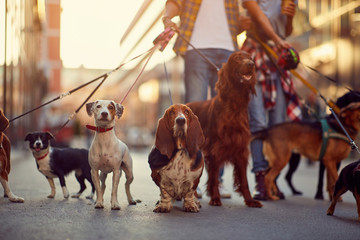 group of dogs with man and leash ready to go for a walk.