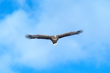 White-tailed eagle in flight, eagle flying against blue sky with clouds in Hokkaido, Japan, silhouette of eagle at sunrise, majestic sea eagle, wallpaper, bird isolated silhouette, birding in Asia