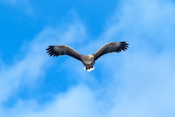 White-tailed eagle in flight, eagle flying against blue sky with clouds in Hokkaido, Japan, silhouette of eagle at sunrise, majestic sea eagle, wallpaper, bird isolated silhouette, birding in Asia