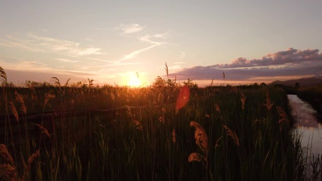 Cespugli e piante al tramonto nella natura mossi dal vento.
