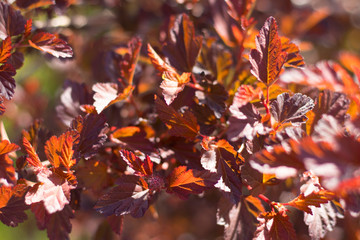 close view of a Bush with red leaves. Selective focus. Beautiful, bright background. Autumn colors.