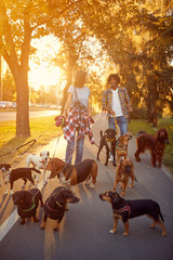 Girl and man walker walking with a group dogs in the park.