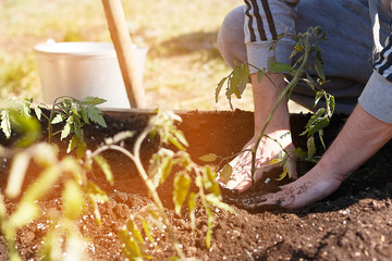 Gardener hands planting tomato seedling in ground