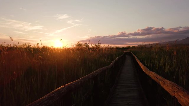 Tramonto oltre le piante su una palude nella natura.