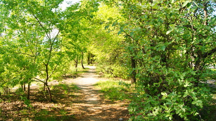 path in forest