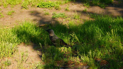 great blue heron in habitat